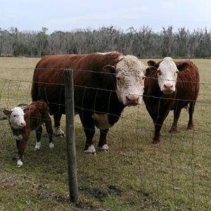 Meet your Posher, Alice